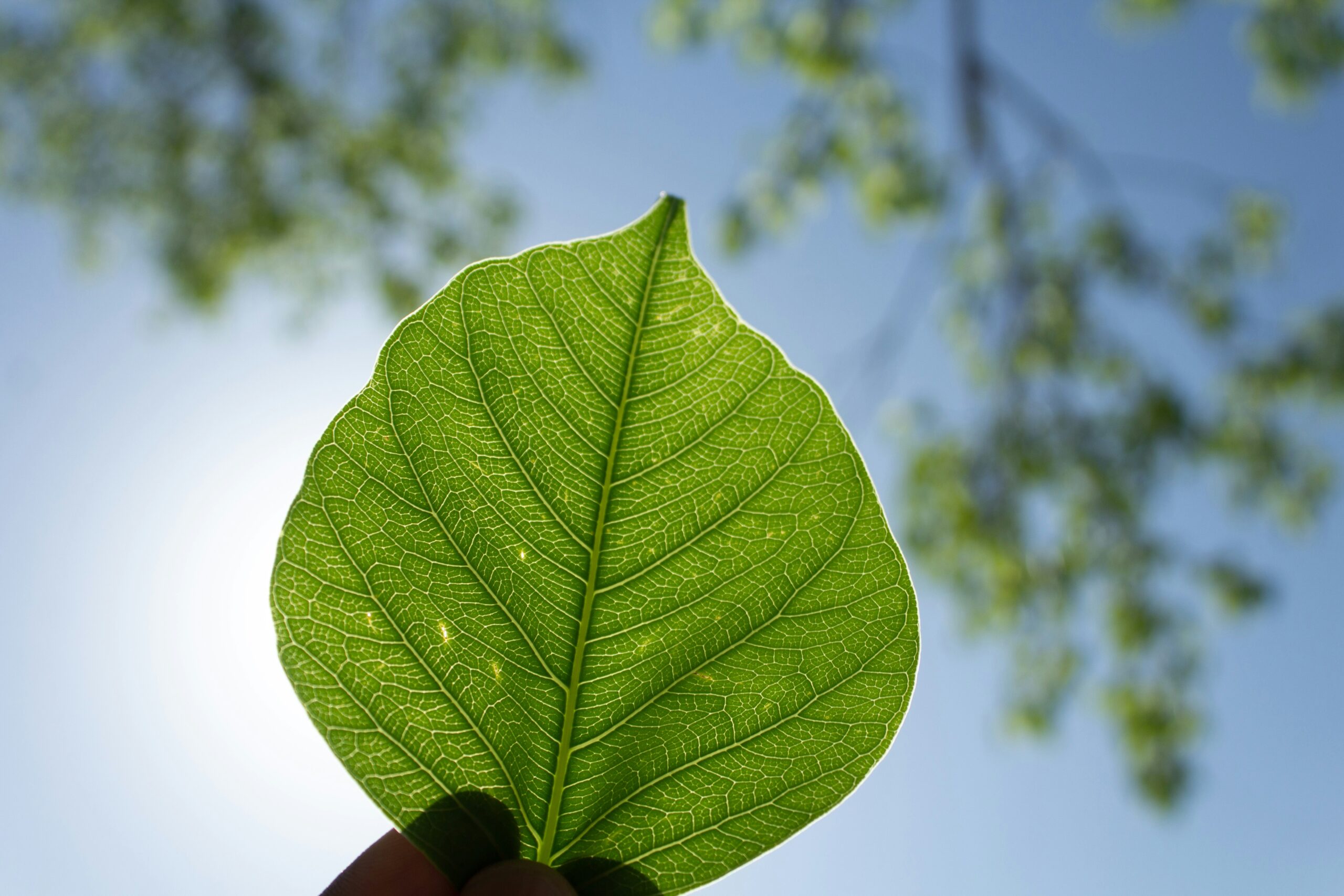 Dal greenwashing alla governance ESG: tutto quello che resta fuori dall’Omnibus